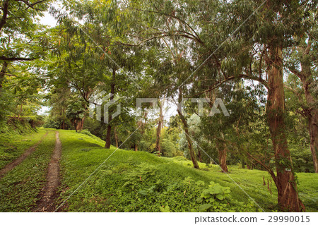 rain-forest 29990015