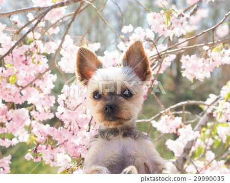 櫻花和約克夏犬 櫻花和約克夏犬 29990035