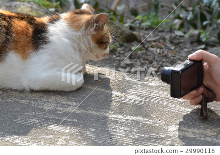 Afternoon cat and camera 29990118