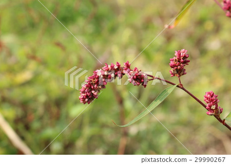 With Inita With Inita 29990267