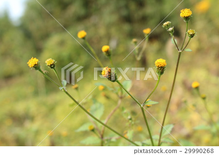 Scooped down 29990268