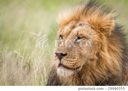Male Lion in the high grass. 29990355