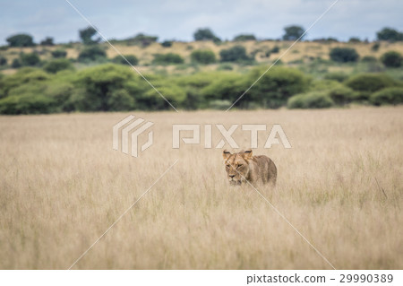 Lion in the high grass. Lion in the high grass. 29990389