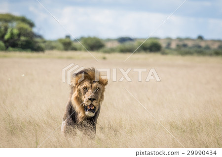 Male Lion in the high grass. Male Lion in the high grass. 29990434