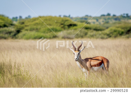 Starring Springbok in long grass. 29990528