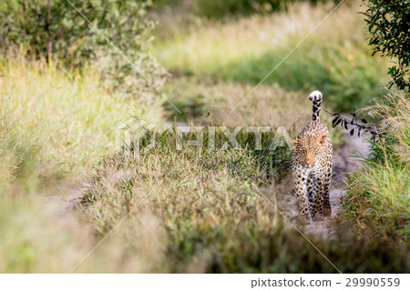 Leopard walking towards the camera. 29990559