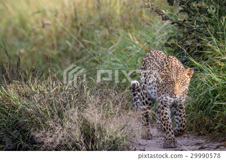 Leopard walking towards the camera. Leopard walking towards the camera. 29990578
