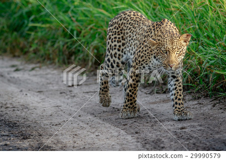 Leopard walking towards the camera. Leopard walking towards the camera. 29990579