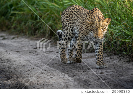 Leopard walking towards the camera. 29990580