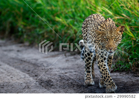 Leopard walking towards the camera. 29990582