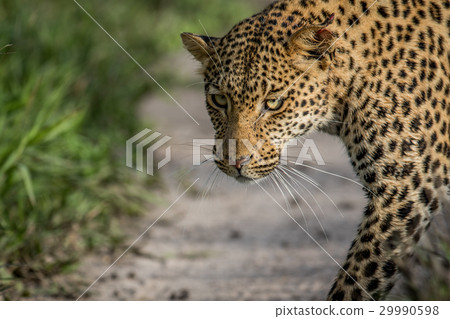 Close up of Leopard head. 29990598