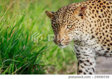 Close up of Leopard head. 29990599