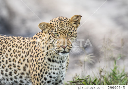 Leopard starring at the camera. Leopard starring at the camera. 29990645