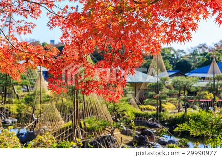 天鵝庭院秋葉 29990977