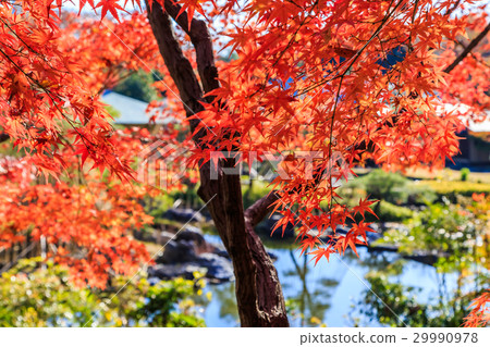 天鵝庭院秋葉 29990978
