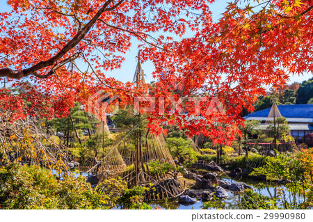 天鵝庭院秋葉 29990980