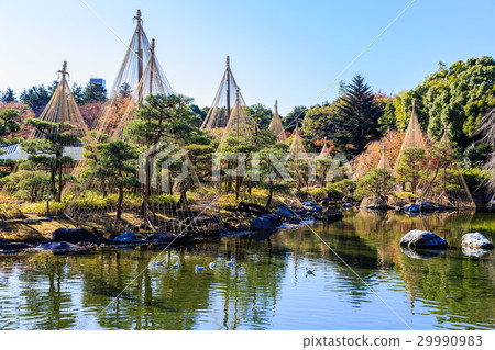 秋天天鵝庭院 29990983