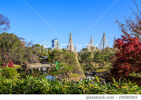 秋天天鵝庭院 29990985