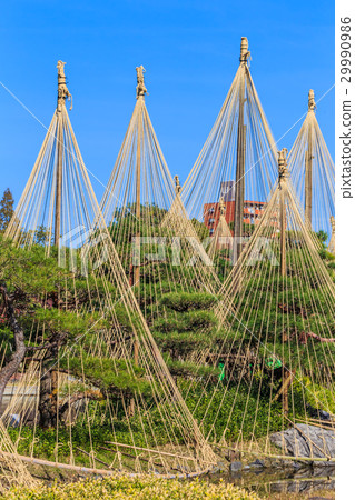 秋天天鵝庭院 29990986