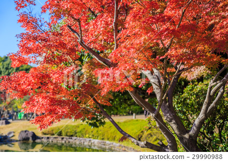 天鵝庭院秋葉 29990988