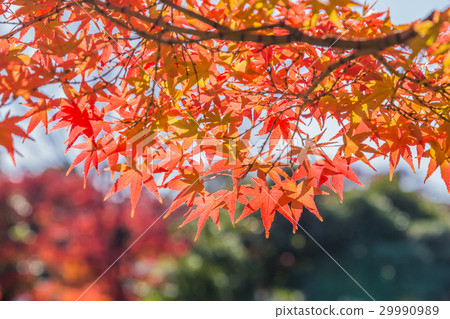 天鵝庭院秋葉 29990989