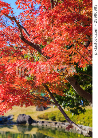 天鵝庭院秋葉 29990995
