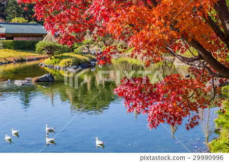 Autumn leaves of Swan garden 29990996