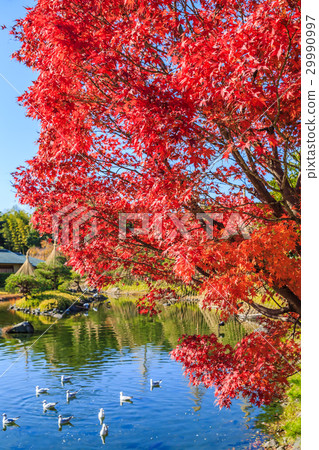 天鵝庭院秋葉 29990997