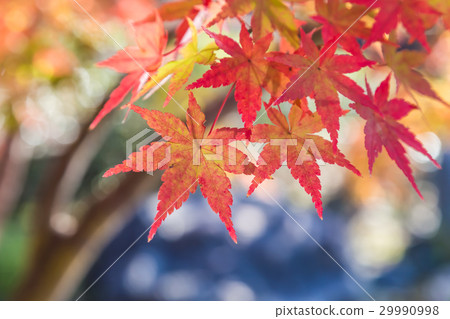 天鵝庭院秋葉 29990998