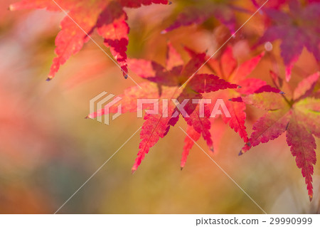 天鵝庭院秋葉 29990999