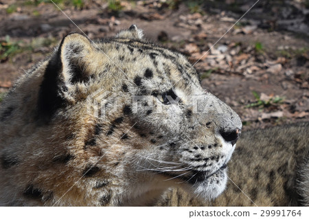 Close up side portrait of snow leopard Close up side portrait of snow leopard 29991764