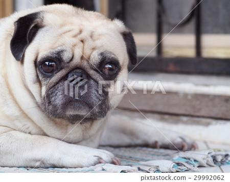 lovely lonely white fat cute pug dog sleep outdoor lovely lonely white fat cute pug dog sleep outdoor 29992062