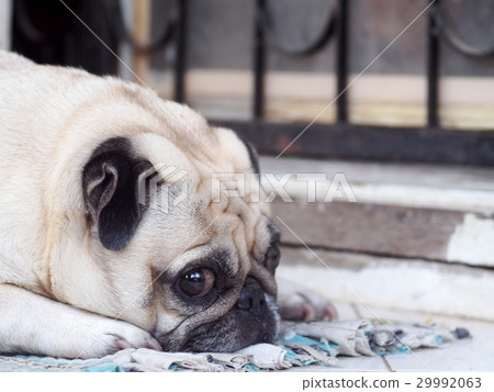lovely lonely white fat cute pug dog sleep outdoor lovely lonely white fat cute pug dog sleep outdoor 29992063
