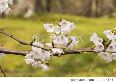 Cherry Blossoms	 29992121