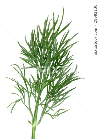 Fresh green dill isolated on white background 29992136