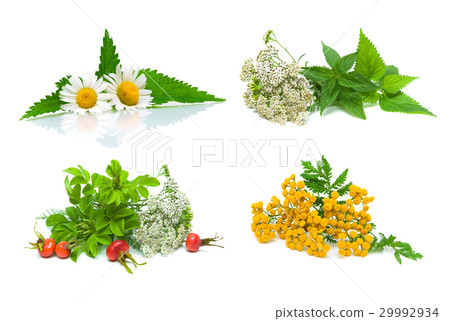 Medical herbs and wild rose berries 29992934