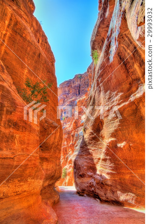 Road inside the Siq Canyon at Petra 29993032