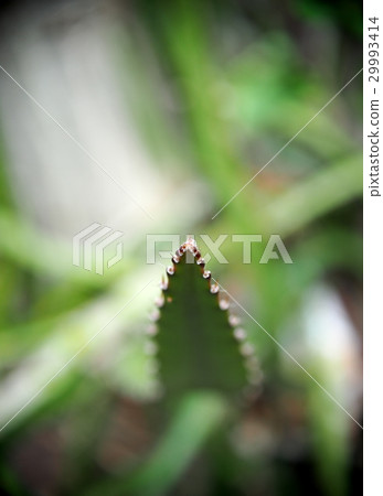 look like a type of cactus, Dragon Fruit tree, look like a type of cactus, Dragon Fruit tree, 29993414