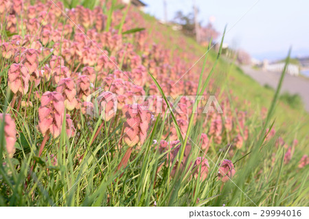 Omelet osaki prefecture 29994016