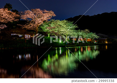 [神奈川]三景園的夜景 29995338