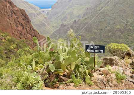 Landscapes in Barranco de Guayadeque, Gran Canaria 29995360