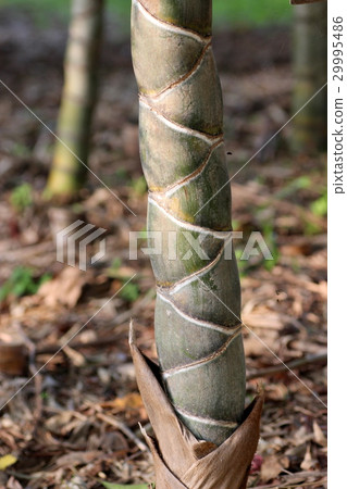 Tortoise bamboo Tortoise bamboo 29995486