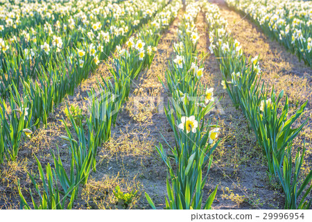 Yellow daffodil flower Yellow daffodil flower 29996954