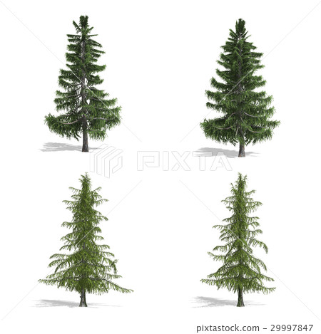 Cedar Cedar 29997847