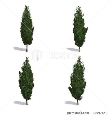 cypress 29997848