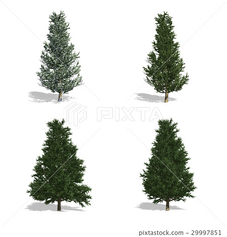 Fraser Fir 29997851