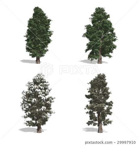 Red Cedar 29997910