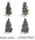 Spruce 29997955