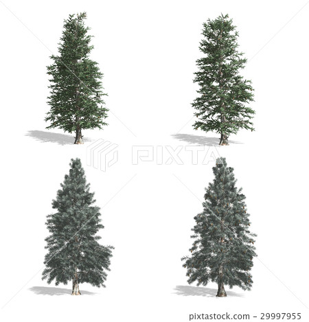 Spruce Spruce 29997955
