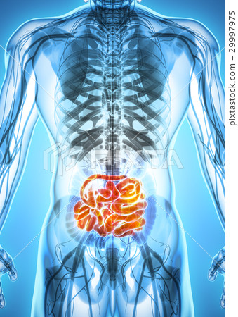 3D illustration of Small Intestine. 29997975